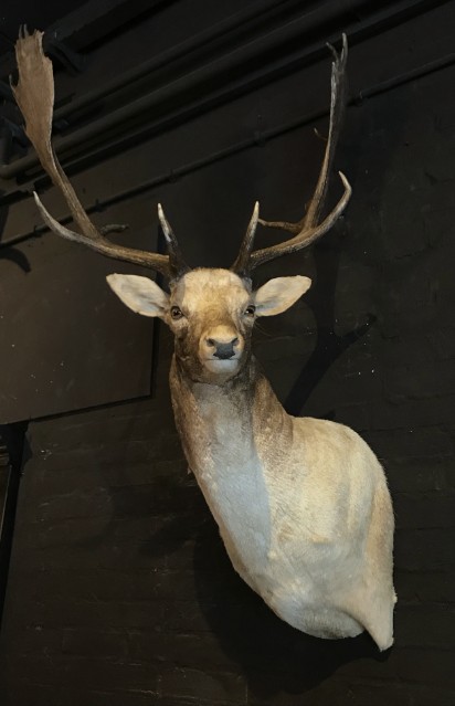 Beautiful stuffed head of a fallow deer