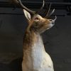 Beautiful stuffed head of a fallow deer