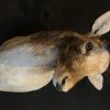 Beautiful stuffed head of a fallow deer