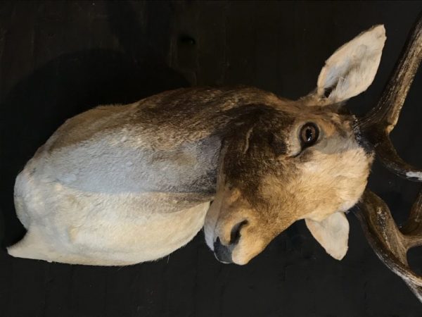 Beautiful stuffed head of a fallow deer