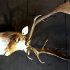 Beautiful stuffed head of a fallow deer