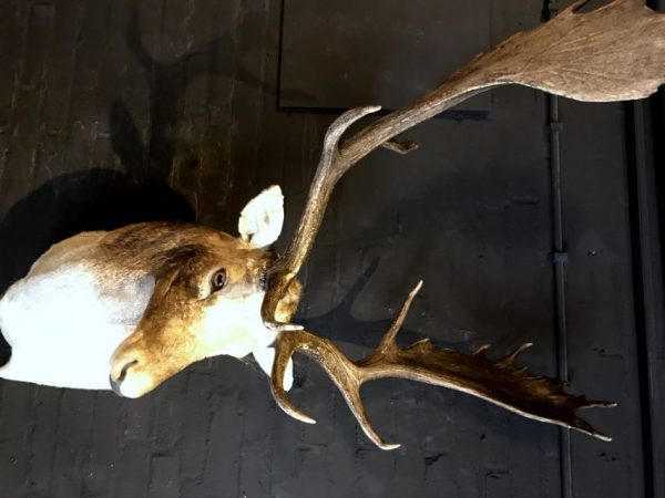 Beautiful stuffed head of a fallow deer