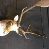 Beautiful stuffed head of a fallow deer