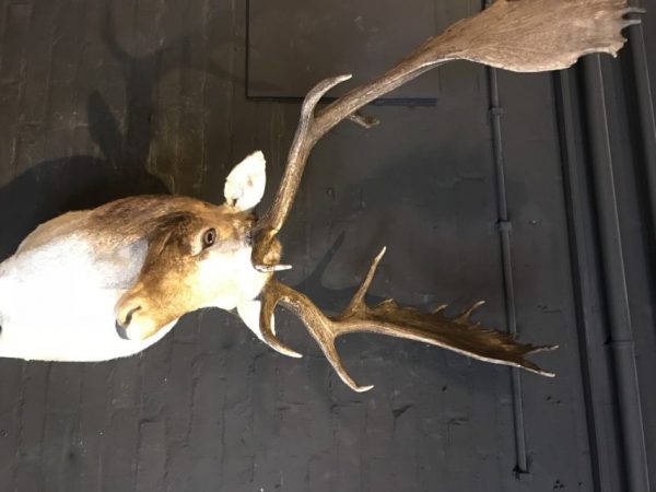 Beautiful stuffed head of a fallow deer