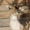 Beautiful stuffed head of a fallow deer