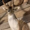 Beautiful stuffed head of a fallow deer