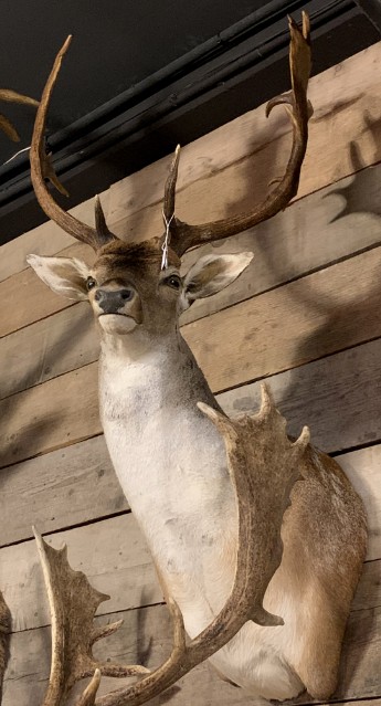 Beautiful stuffed head of a fallow deer