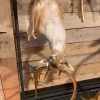 Beautiful stuffed head of a fallow deer