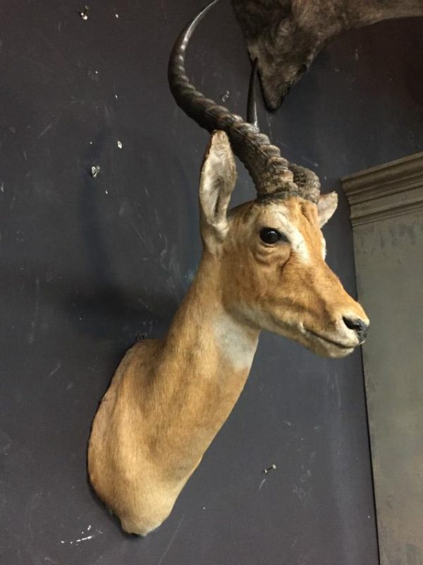 Schöne preparierter Kopf eines lechwe Antilope
