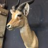 Beautiful stuffed head of a lechwe antelope