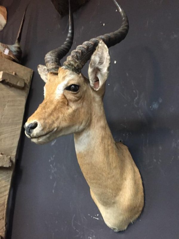 Beautiful stuffed head of a lechwe antelope