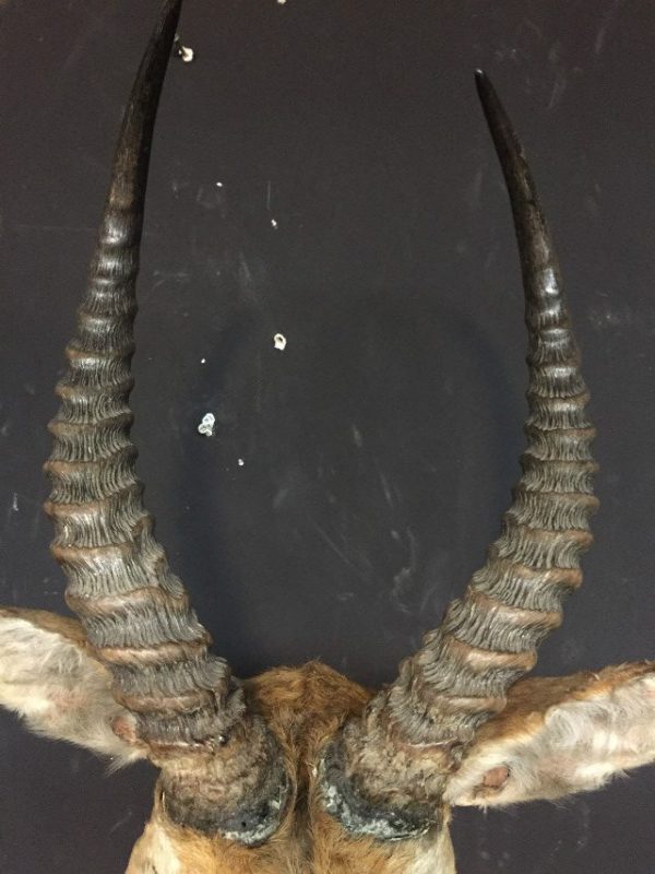 Mooie opgezette kop van een Lechwe antilope