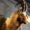 Beautiful stuffed ibex