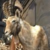 Beautiful stuffed ibex