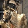 Beautiful stuffed ibex