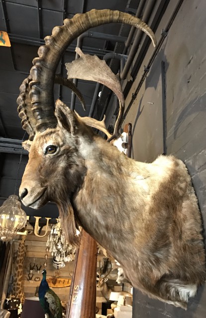 Beautiful stuffed ibex