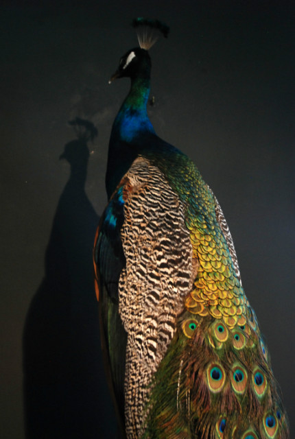 Beautiful stuffed peacock.