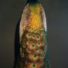 Beautiful stuffed peacock.