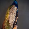 Beautiful stuffed peacock.