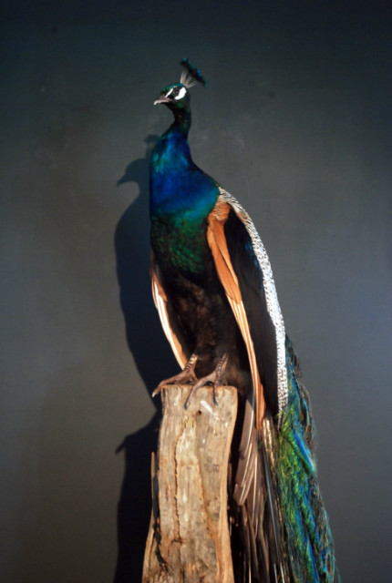 Beautiful stuffed peacock.