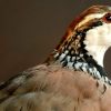 Beautiful stuffed red leg partridge