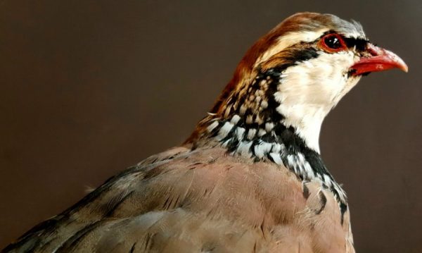 Beautiful stuffed red leg partridge