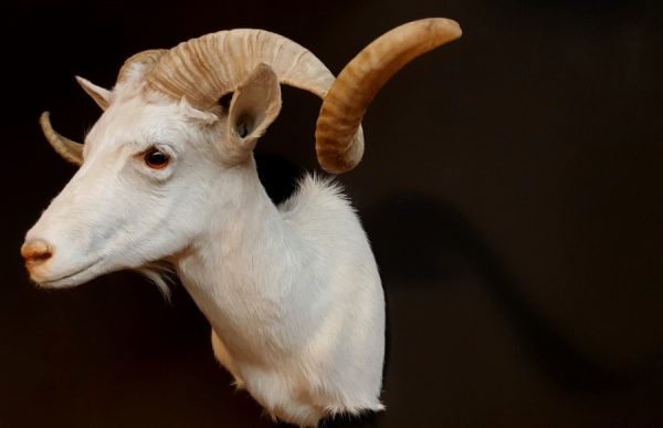 Beautiful white Texan ram