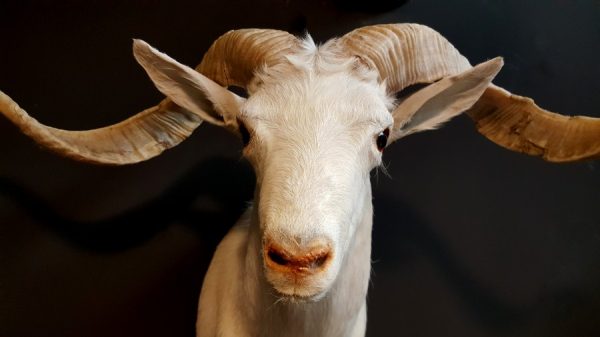 Beautiful white Texan ram