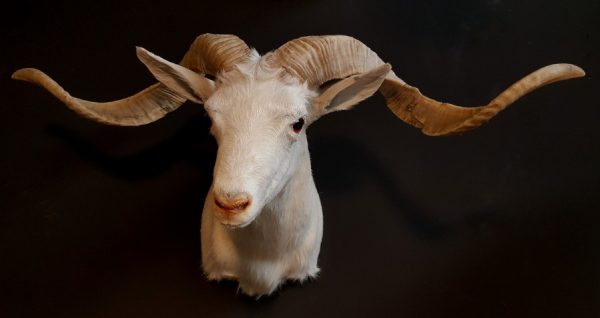 Beautiful white Texan ram