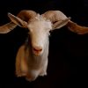 Prachtige witte Texaanse ram
