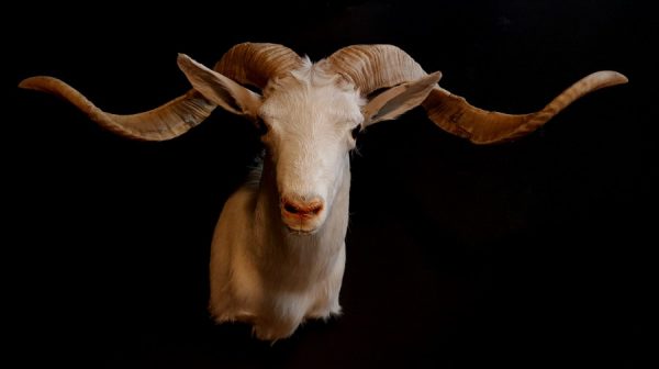 Beautiful white Texan ram