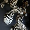 Beautiful zebra shouldermounts