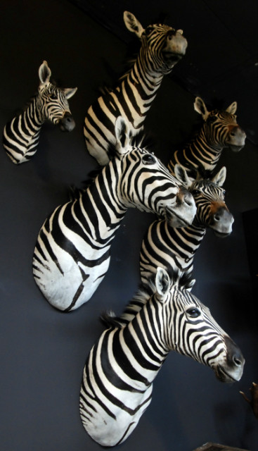 Mooi opgezette zebra kop