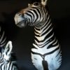 Beautiful zebra shouldermounts