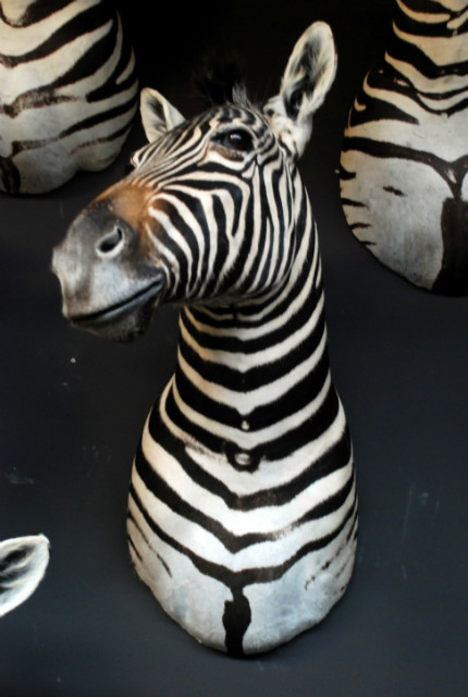 Mooi opgezette zebra kop