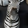 Schön gefüllte Zebra Kopf
