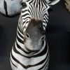 Mooi opgezette zebra kop