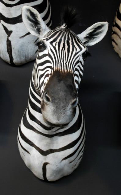 Schön gefüllte Zebra Kopf