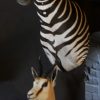 Mooi opgezette zebra kop