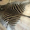 Frisch gegerbte Zebrafelle