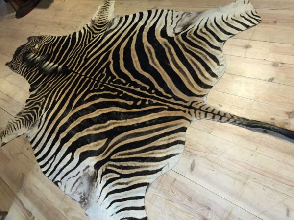 Beautiful zebra skin