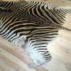 Beautiful zebra skin