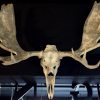 Magnificent antlers of a Canadian moose