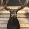 Beautifully head of a Canadian moose