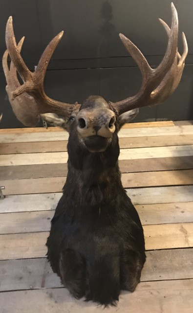 Wunderbar ausgestopften Kopf eines kanadischen Elch