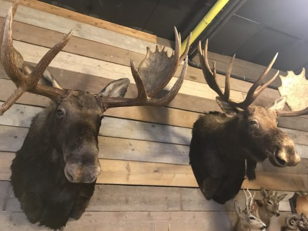 Beautifully head of a Canadian moose