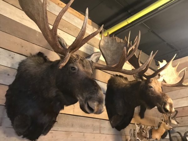 Beautifully head of a Canadian moose