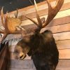 Beautifully taxidermy head of a Dexter bull.