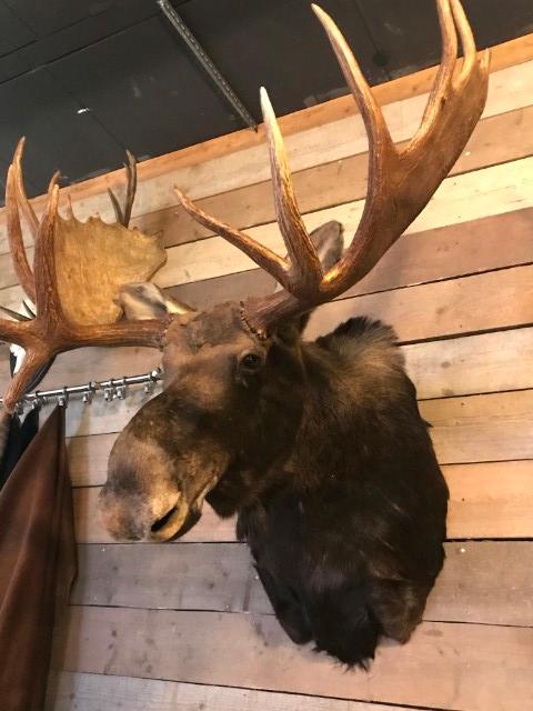 Beautifully head of a Canadian moose