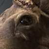 Prachtige opgezette kop van een Canadese eland